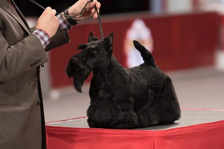 اسکاتیش تریر (Scottish Terrier)