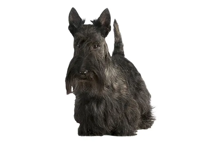 اسکاتیش تریر (Scottish Terrier)