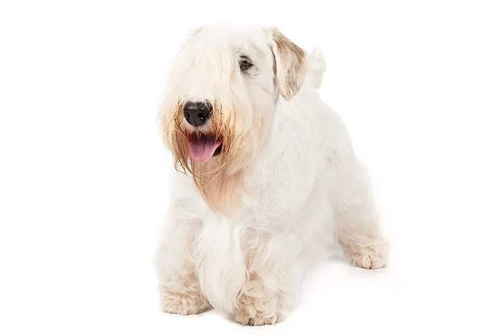 سیلی‌هام تریر (Sealyham Terrier)