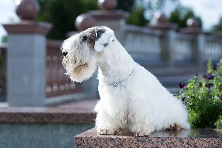 Sealyham Terrier