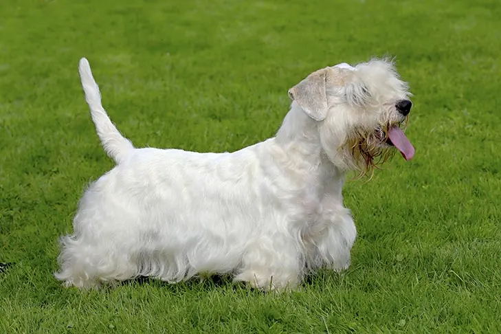 سیلی‌هام تریر (Sealyham Terrier)