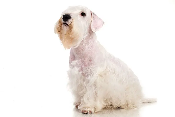 گالری تاریخچه سیلی‌هام تریر (Sealyham Terrier)