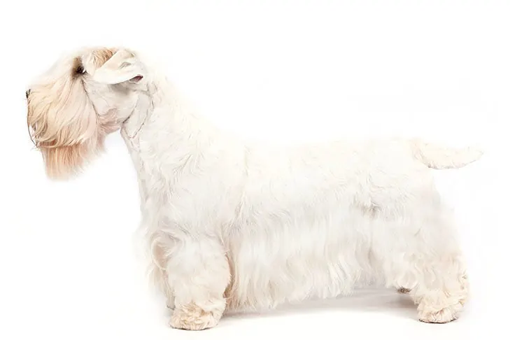 گالری تاریخچه سیلی‌هام تریر (Sealyham Terrier)