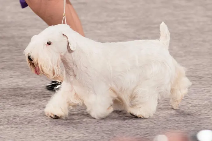 گالری تاریخچه سیلی‌هام تریر (Sealyham Terrier)
