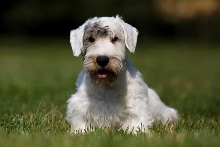 گالری تاریخچه سیلی‌هام تریر (Sealyham Terrier)