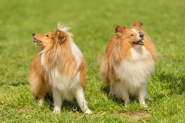 Shetland Sheepdog