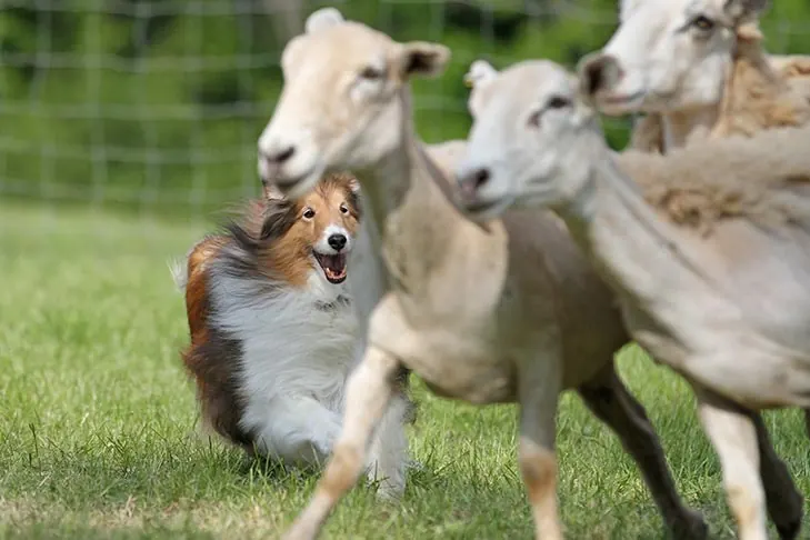 شتلند شیپداگ (Shetland Sheepdog)