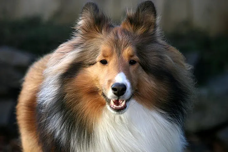 گالری تاریخچه شتلند شیپداگ (Shetland Sheepdog)