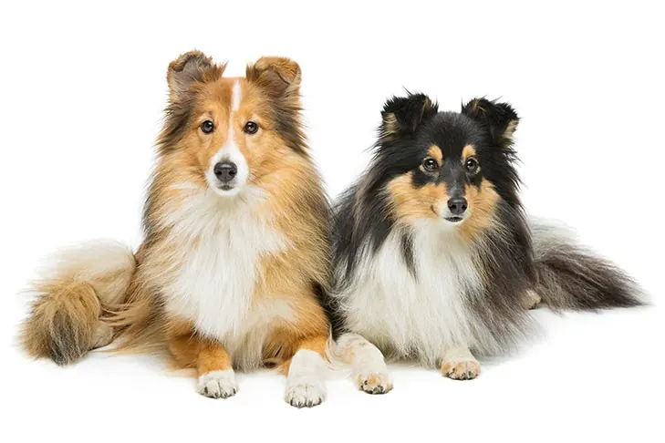 گالری تاریخچه شتلند شیپداگ (Shetland Sheepdog)