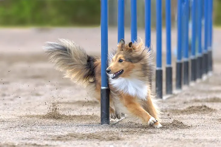گالری تاریخچه شتلند شیپداگ (Shetland Sheepdog)