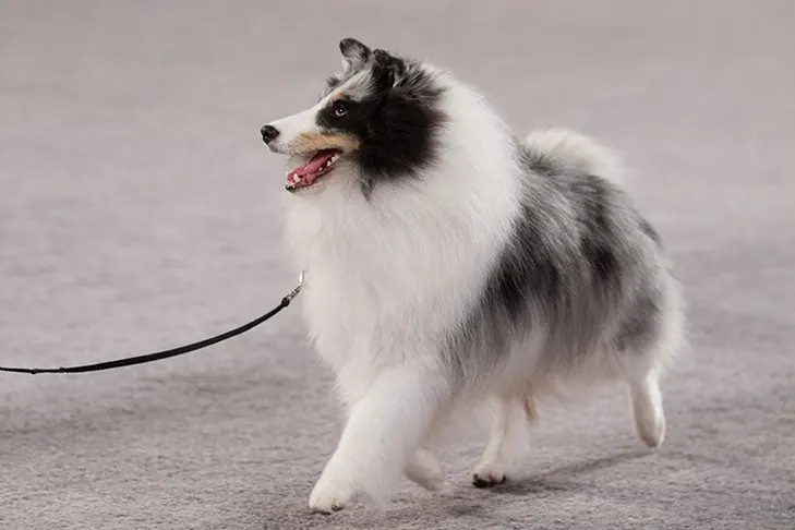 گالری تاریخچه شتلند شیپداگ (Shetland Sheepdog)
