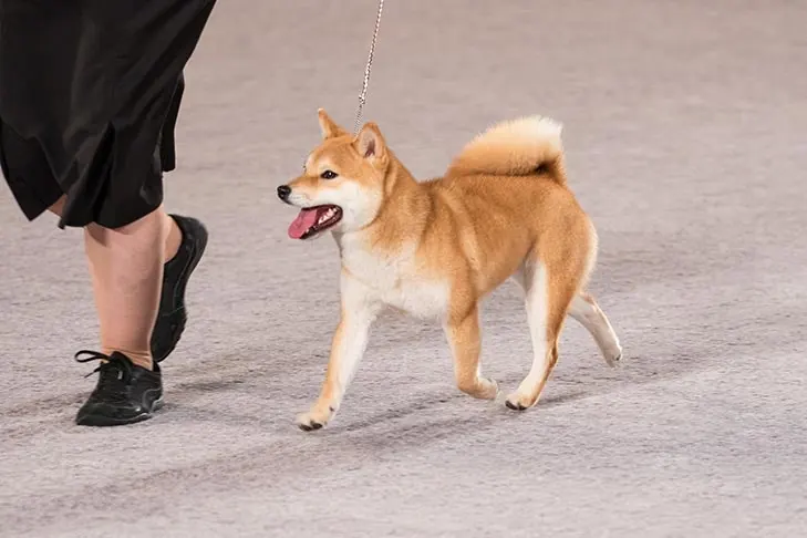 Shiba Inu