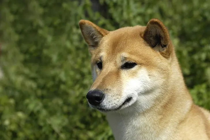 شیبا اینو (Shiba Inu)