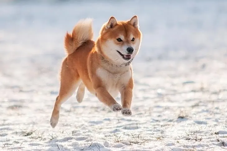 گالری تاریخچه شیبا اینو (Shiba Inu)