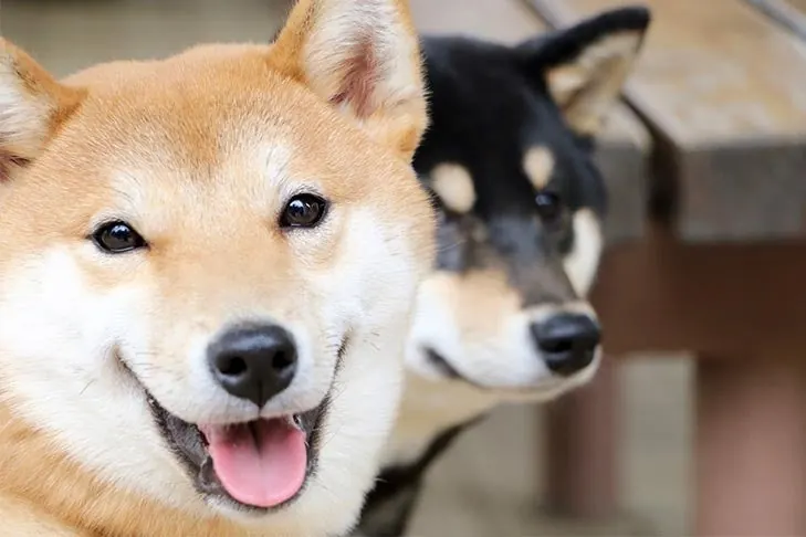 گالری تاریخچه شیبا اینو (Shiba Inu)