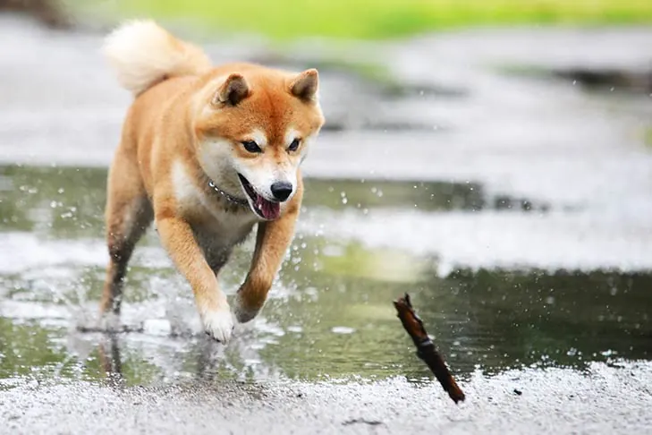 گالری تاریخچه شیبا اینو (Shiba Inu)