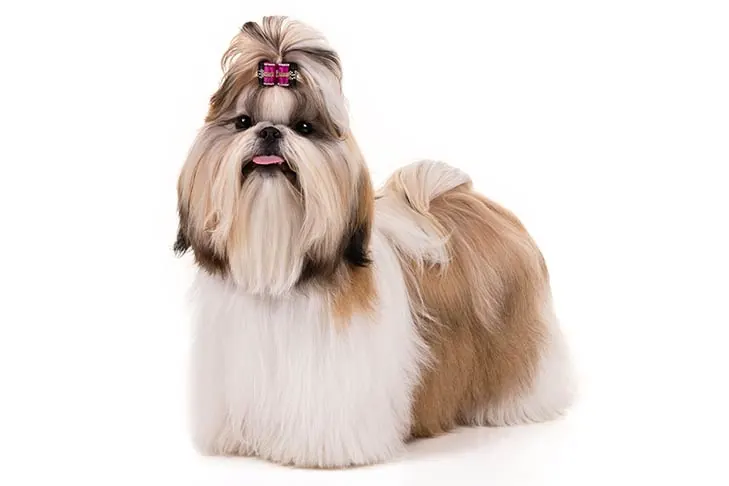 شیتزو (Shih Tzu)