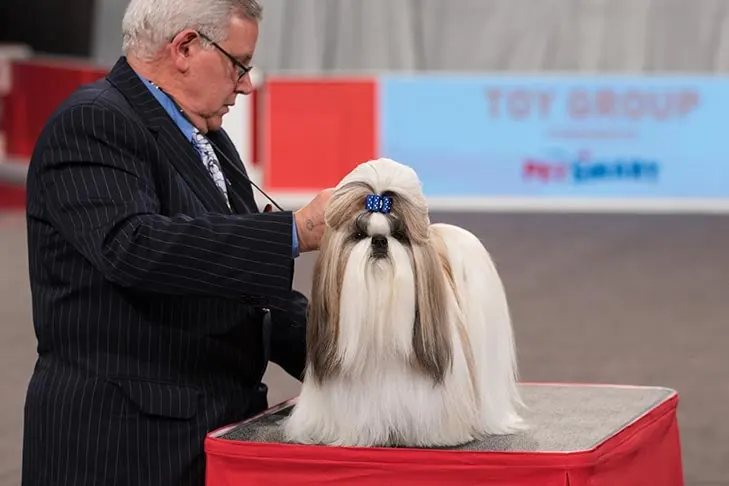 Shih Tzu