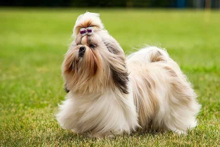 شیتزو (Shih Tzu)
