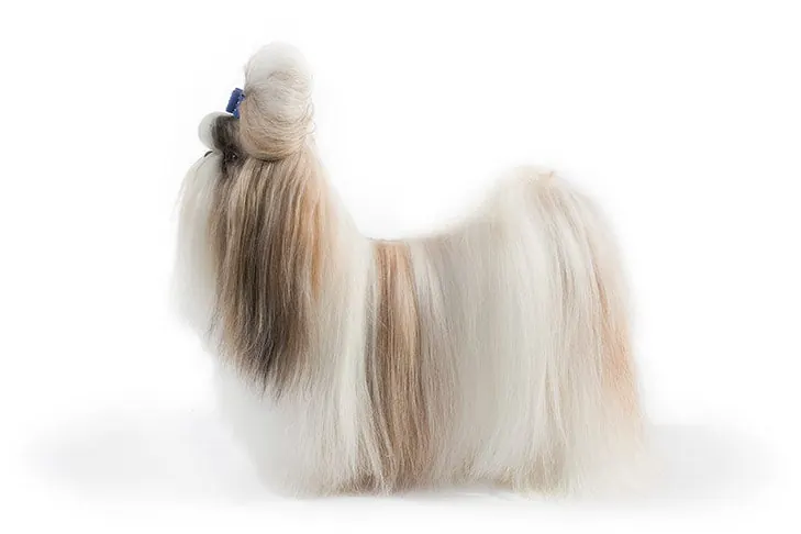 گالری تاریخچه شیتزو (Shih Tzu)