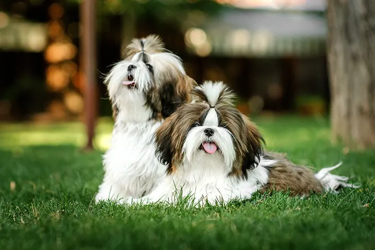 گالری تاریخچه شیتزو (Shih Tzu)
