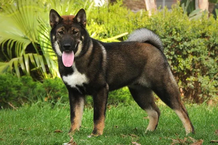 شیکوکو کن (Shikoku Ken)
