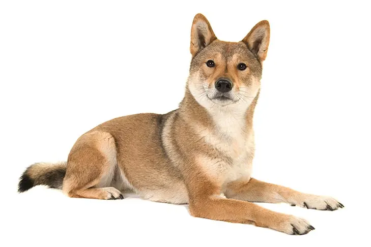 Shikoku Ken
