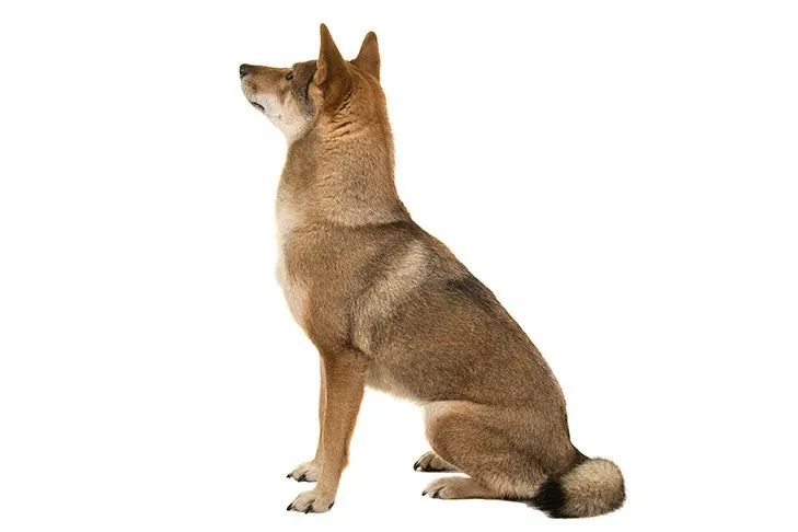شیکوکو کن (Shikoku Ken)