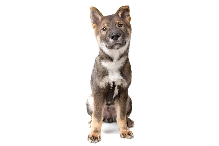 عکس نژاد سگ شیکوکو کن