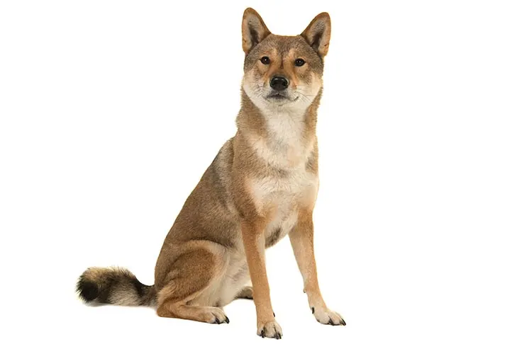 گالری تاریخچه شیکوکو کن (Shikoku Ken)