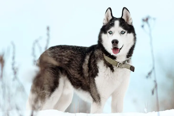 سیبرین هاسکی (Siberian Husky)
