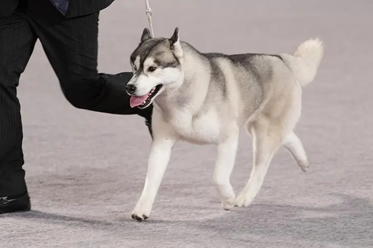 Siberian Husky