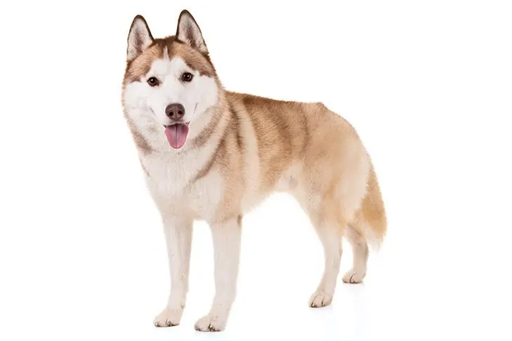 سیبرین هاسکی (Siberian Husky)