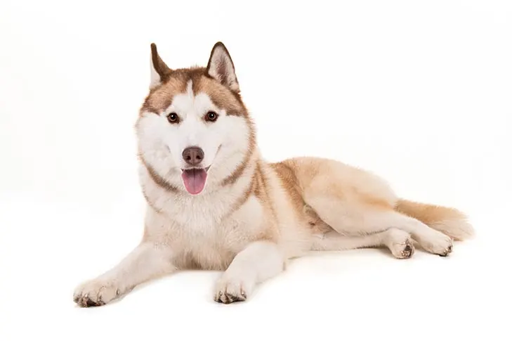 گالری تاریخچه سیبرین هاسکی (Siberian Husky)