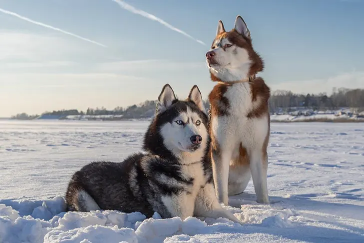 گالری تاریخچه سیبرین هاسکی (Siberian Husky)