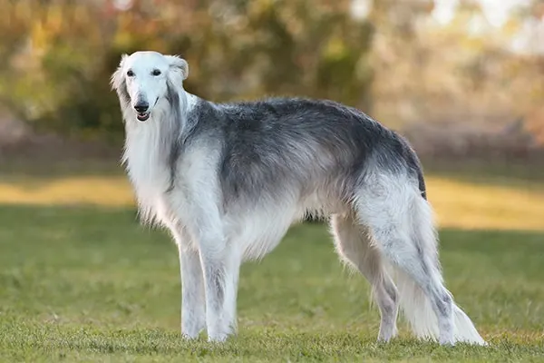 سیلکن وینددهوند (Silken Windhound)
