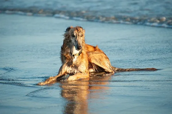Silken Windhound