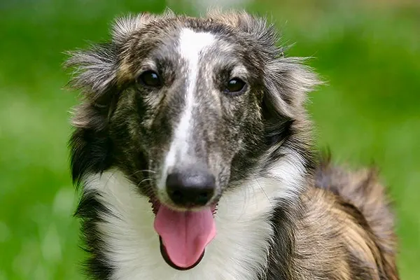 سیلکن وینددهوند (Silken Windhound)