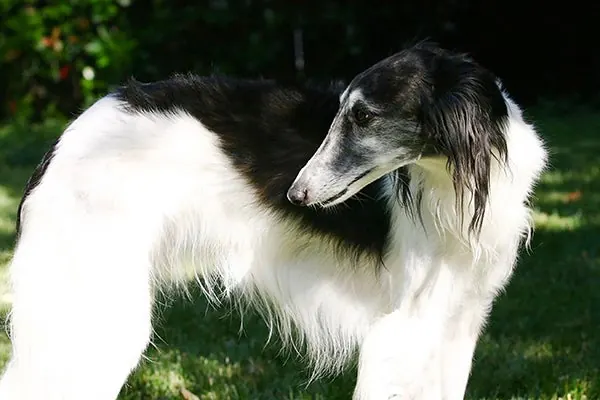 گالری تاریخچه سیلکن وینددهوند (Silken Windhound)