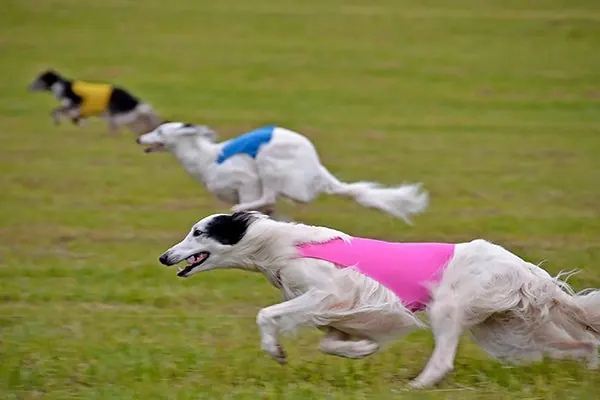 گالری تاریخچه سیلکن وینددهوند (Silken Windhound)