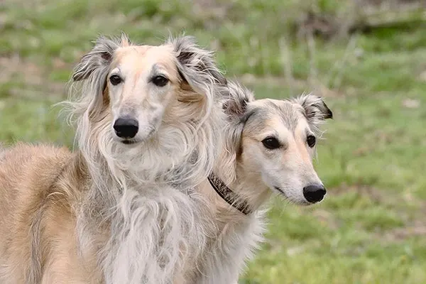 گالری تاریخچه سیلکن وینددهوند (Silken Windhound)