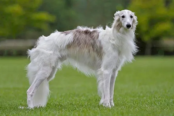 گالری تاریخچه سیلکن وینددهوند (Silken Windhound)