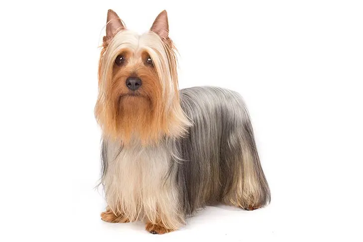 سیلکی تریر (Silky Terrier)