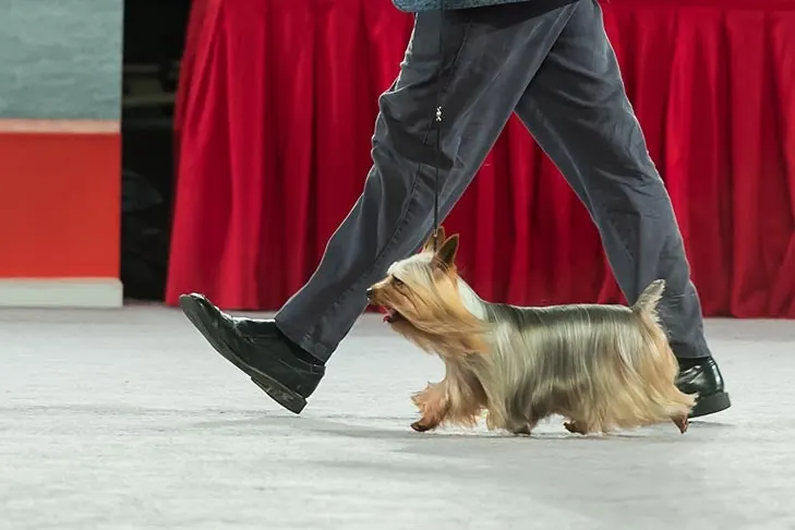 Silky Terrier