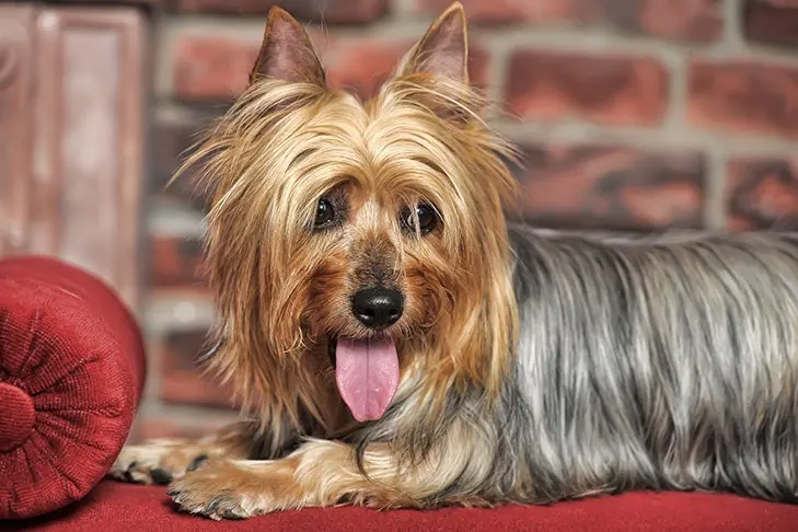 سیلکی تریر (Silky Terrier)