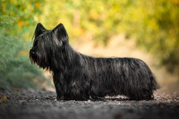 اسکای تریر (Skye Terrier)