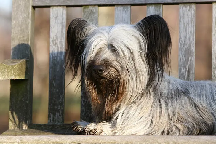 اسکای تریر (Skye Terrier)