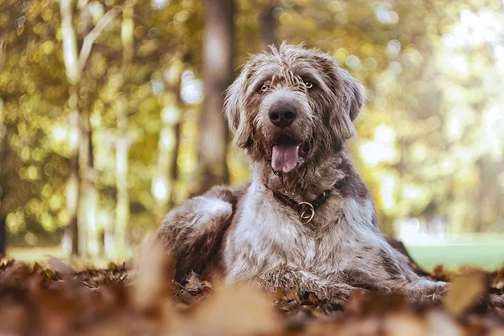 پوینتر مو‌زبر اسلواکی (Slovakian Wirehaired Pointer)