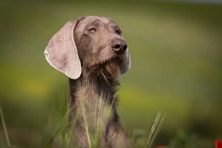 Slovakian Wirehaired Pointer
