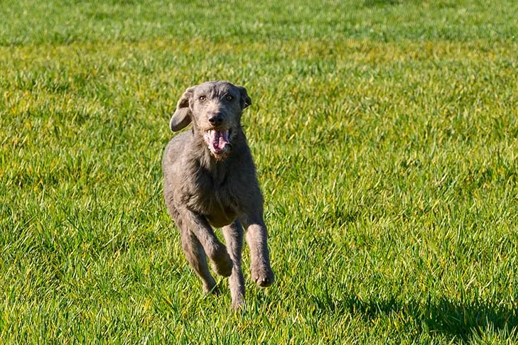 پوینتر مو‌زبر اسلواکی (Slovakian Wirehaired Pointer)